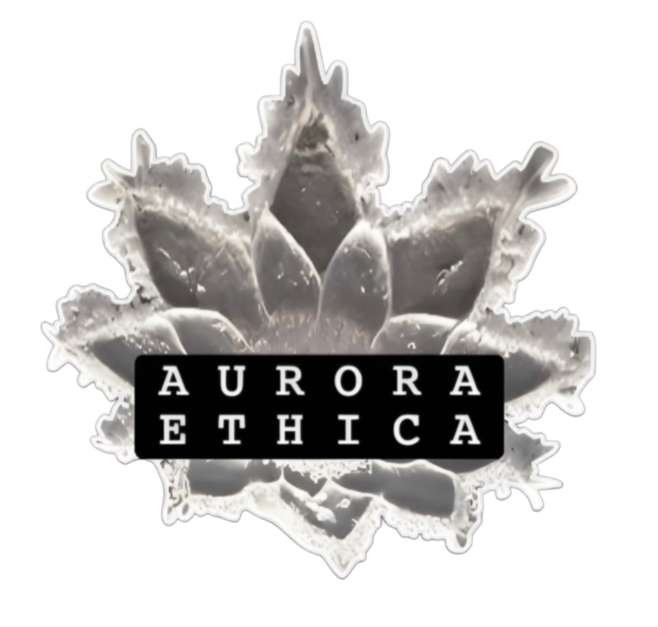 Aurora Ethica ice flower